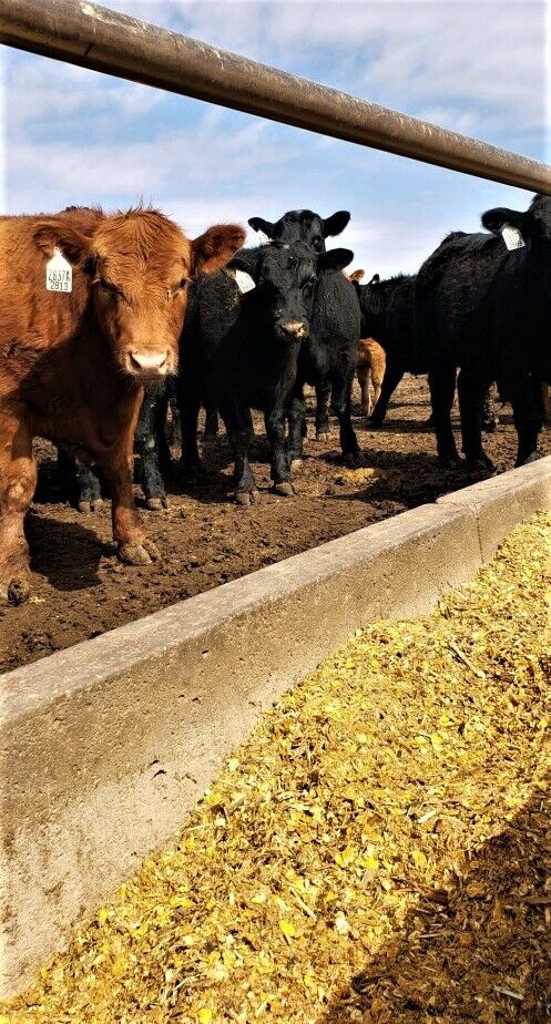 FL New Calves by Bunk 3-13-23